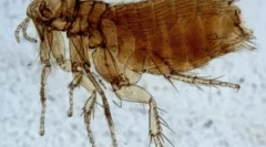 Čo sa bojí blcha a čo ich vystrašiť?